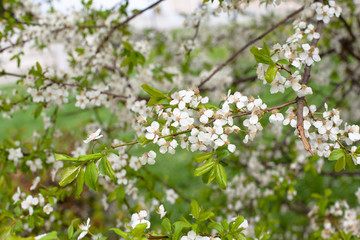 Apple flowers
