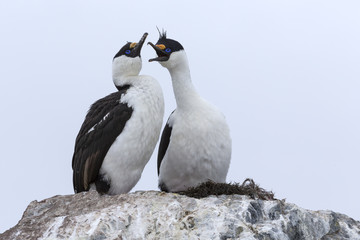 Fototapeta premium Antarctic shag, Phalacrocorax (atriceps) bransfieldensis, Antarctica. Also caled: Blue-eyed shag. 