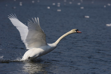 Mute Swan, cygnus olor - in flight