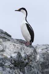 Antarctic shag, Phalacrocorax (atriceps) bransfieldensis, Antarctica.
Also caled: Blue-eyed shag. 
