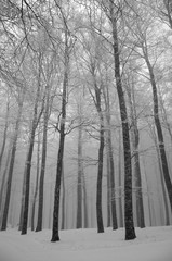 Black and white winter forest view 