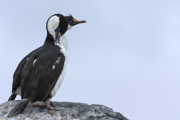 Antarctic shag, Phalacrocorax (atriceps) bransfieldensis, Antarctica.
Also caled: Blue-eyed shag. 