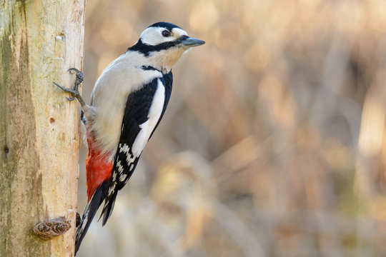 Buntspecht Weibchen am Ansitz