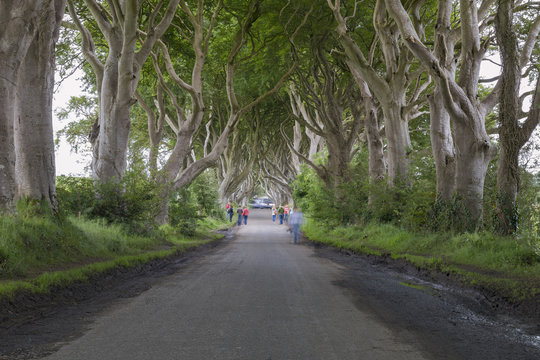 The Dark Hedges, County Antrim, Northern Ireland