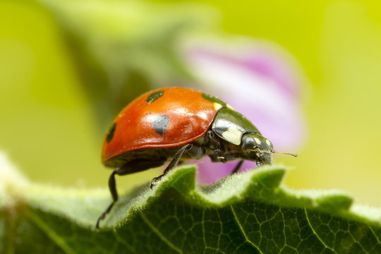 Macro photo of a 7-spot ladybird.