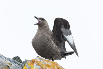 Brown skua, Antarctica.