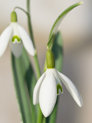 Snowdrop flowers blooming at the beginning of the spring.