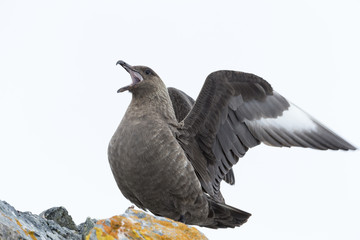 Obraz premium Brown skua, Antarctica.
