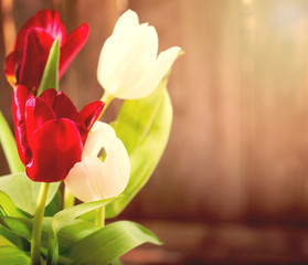 White and red tulips on a gray background