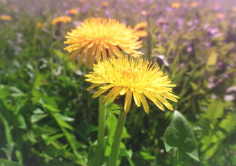 Spring dandelion
