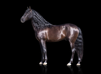 Obraz na płótnie Canvas isolate of the exterior brown Andalusian horse