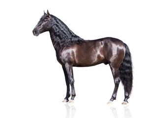 Fototapeta na wymiar isolate of the exterior brown Andalusian horse