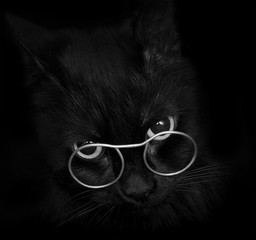 black cat with glasses