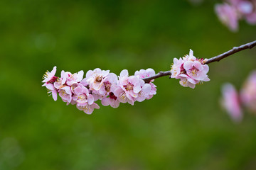Fototapeta premium Blossom apricot tree springtime view