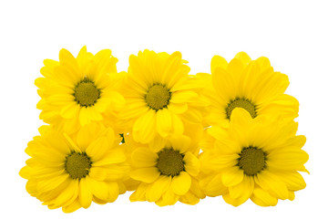 yellow chrysanthemum flowers isolated
