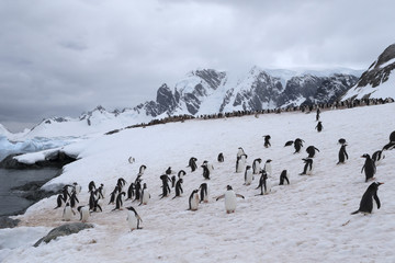 Gentoo Penguin colony, Antarctica. 