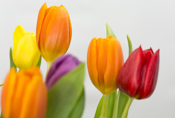 Obraz premium Tulpen