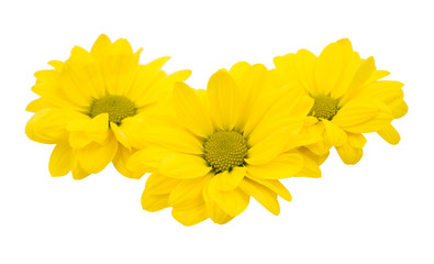 yellow chrysanthemum flowers isolated