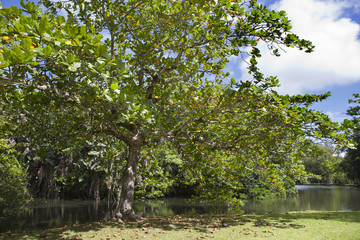 Fototapeta na wymiar Nature of Mauritius. Lake and tropical trees
