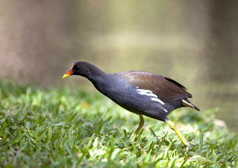 A Common Moorhen (Gallinula chloropus) walking on the grass