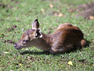 Fototapeta premium the cub of a deer lies on a grass
