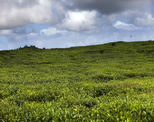 Fototapeta na wymiar Tea plantation. Mauritius