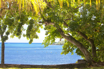 tree near the sea. Mauritius
