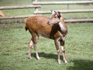 Fototapeta premium Deer in park, Mauritius