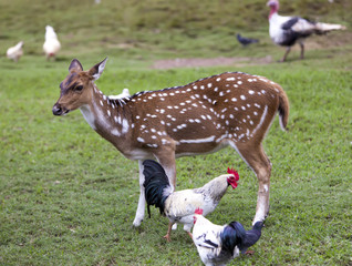 Cub of a Reindeer fawn and chicken