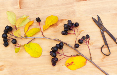 на фото изображены ветка черноплодной рябины и ножницы