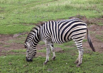 Fototapeta na wymiar The zebra nibbles a grass in the rainy afternoon