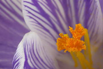 Krokusse