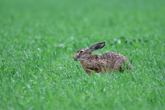 Hase auf der Spreewaldwiese