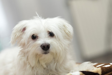 animale domestico Maltesina