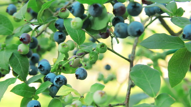 Ripe blueberries on the branches