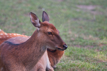 dappled deer on the lawn
