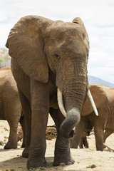 Fototapeta premium elefante in libertà