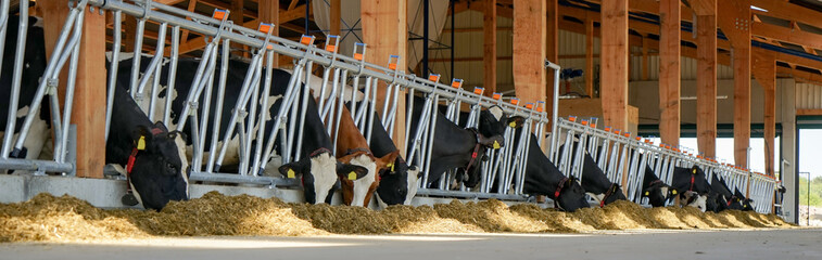 Kühe fressen Silage im neuen Kuhstall, Banner