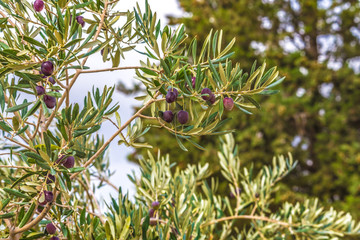 The fruits of olives on a tree branch