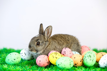 Small cute bunny with easter eggs