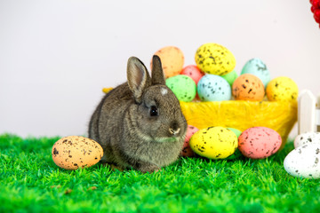 Small cute bunny with easter eggs