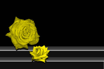 Rosas amarillas, fondo negro, flores