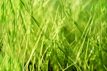Blurry background with green grass.