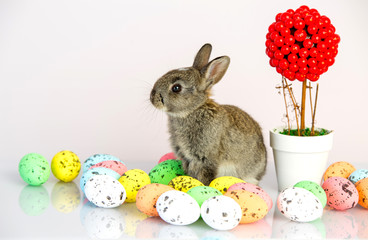 Small cute bunny with easter eggs