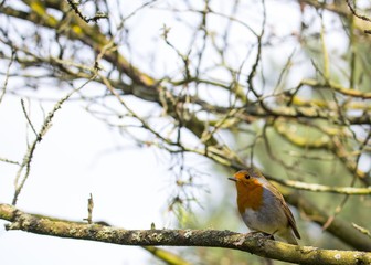 Robin Red Breast (Erithacus rubecula)