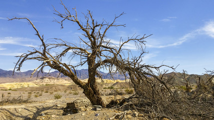 VEGAS_CEL23a
Picturesque dead trees in Death Valley National Park.