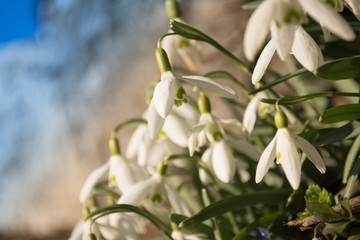 Schneeglöckchen