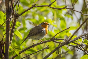 Robin Red Breast (Erithacus rubecula)