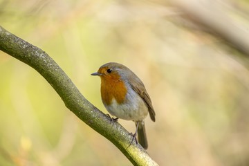 Robin Red Breast (Erithacus rubecula)
