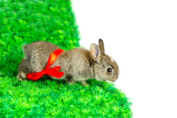 Small cute bunny escaping from set